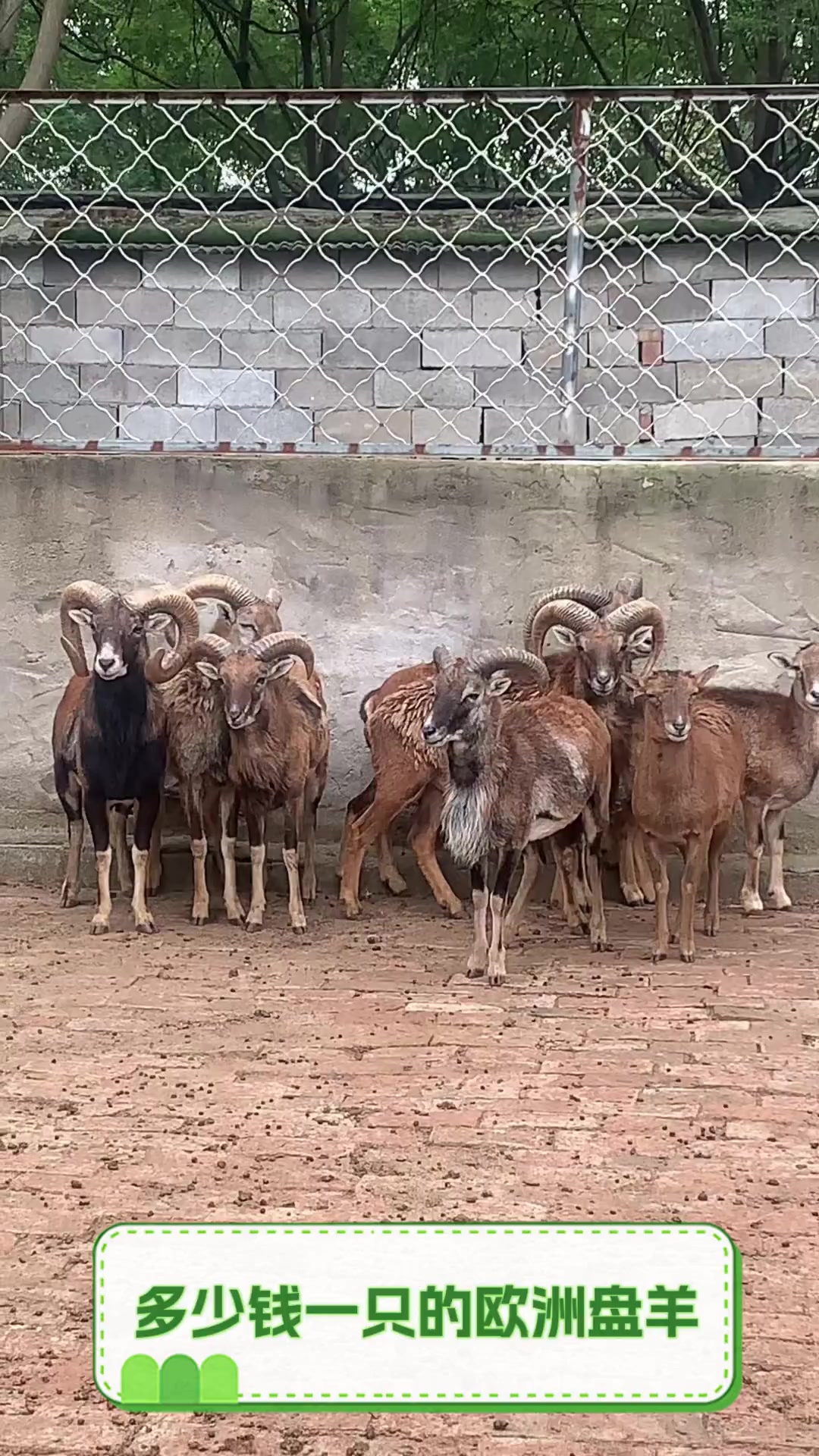 多少钱一只的欧洲盘羊