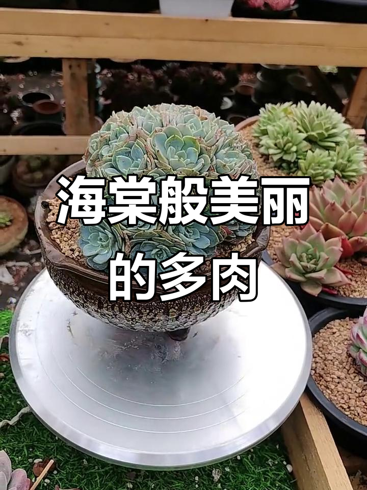 像海棠花一样美丽,多肉植物的露养魅力