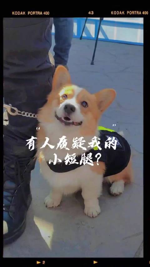 全国第一只柯基警犬亮相听说有人质疑我的小短腿叔叔阿姨们腿短不影响