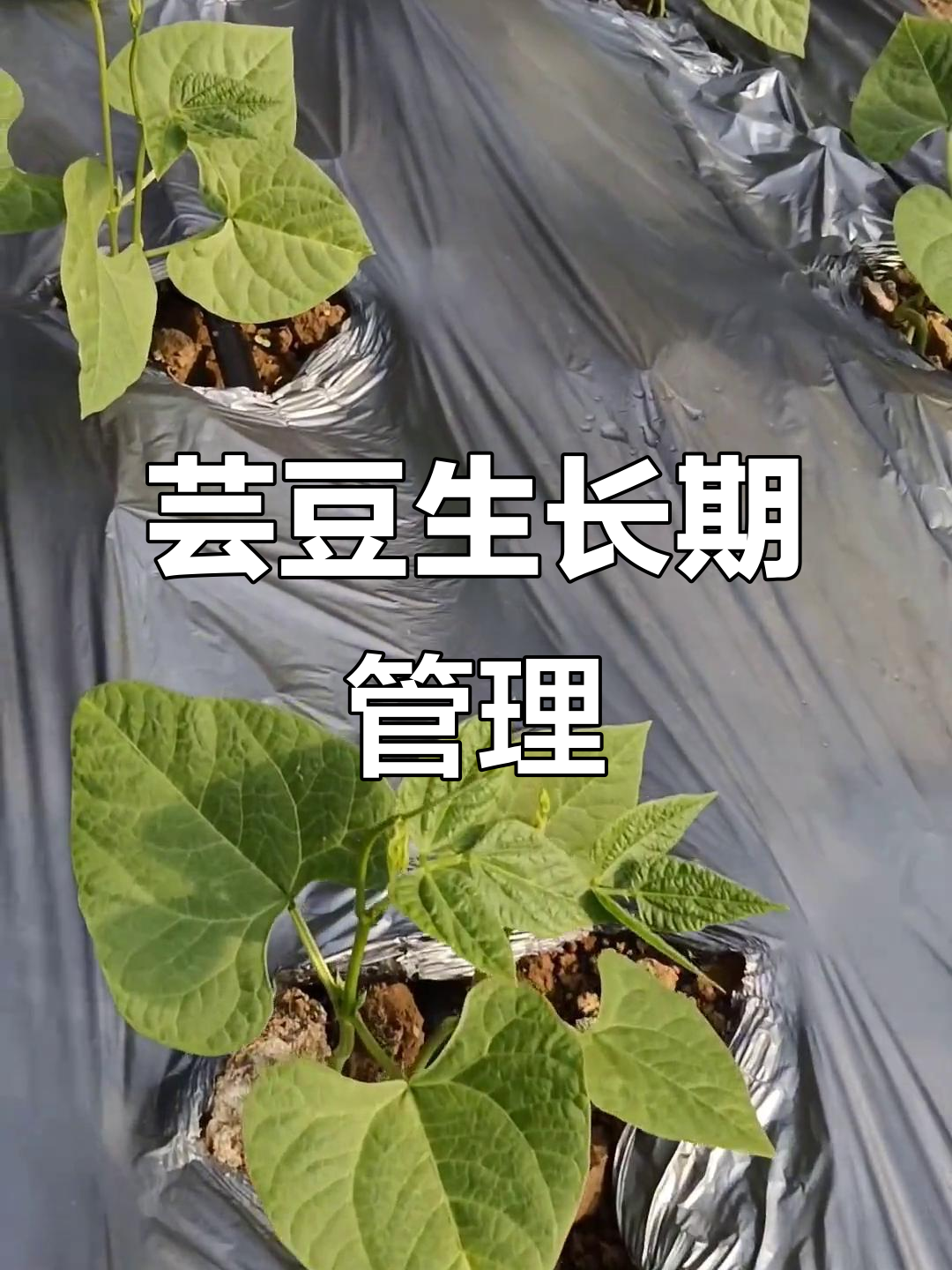 山东芸豆苗期,蹲根生长关键阶段