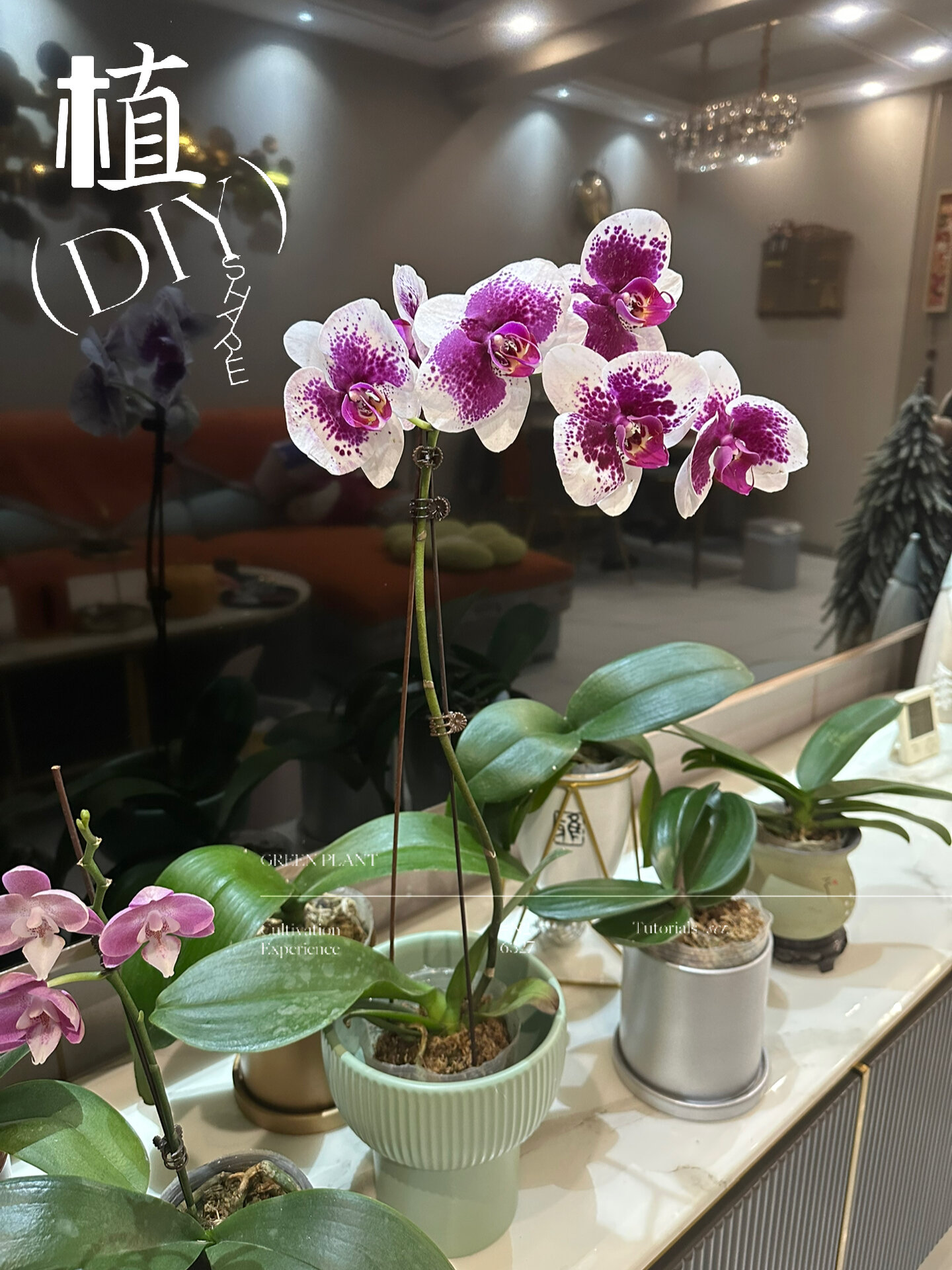 蝴蝶兰「鸿运财神」大花型