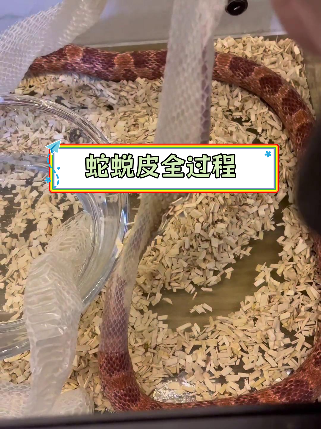 蛇蜕皮过程揭秘,如何帮助顺利脱皮