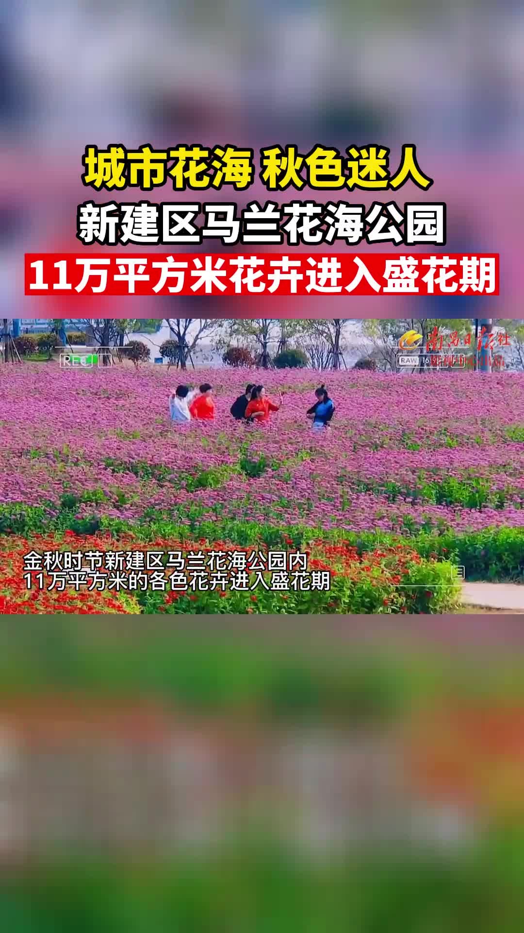 城市花海秋色迷人新建区马兰花海公园11万平方米花卉进入盛花期