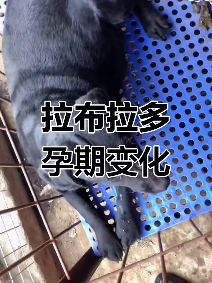 怀孕40天的拉布拉多肚子有多大?20天后能生多少小宝宝