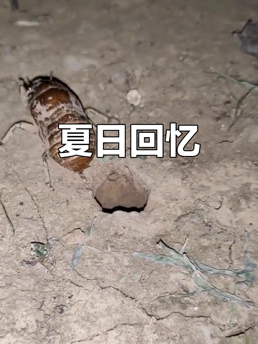 童年记忆,捉知了猴就是拥抱整个夏天的欢乐