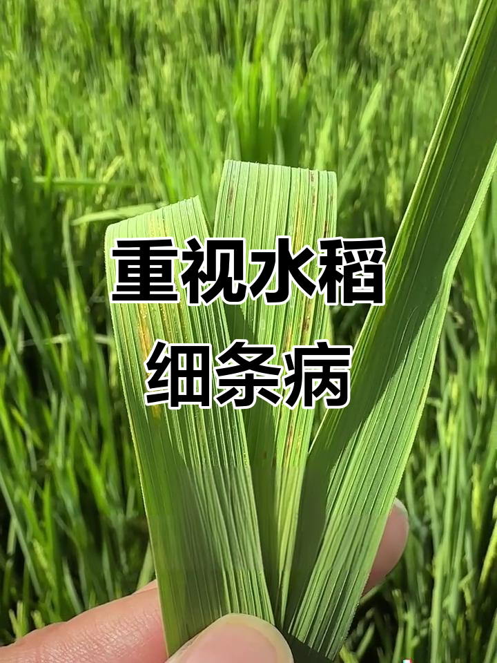 水稻细条病:从局部到全面,如何防治细菌病害