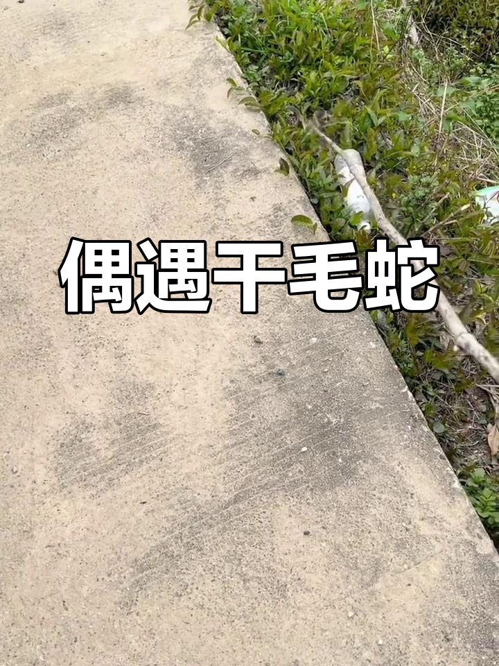 发现一条干毛蛇,兴安话讲吹风皮