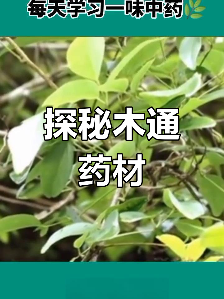 了解木通中药:功效,产地与采收方法