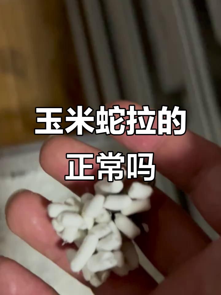 玉米蛇拉成这样,是正常现象吗?