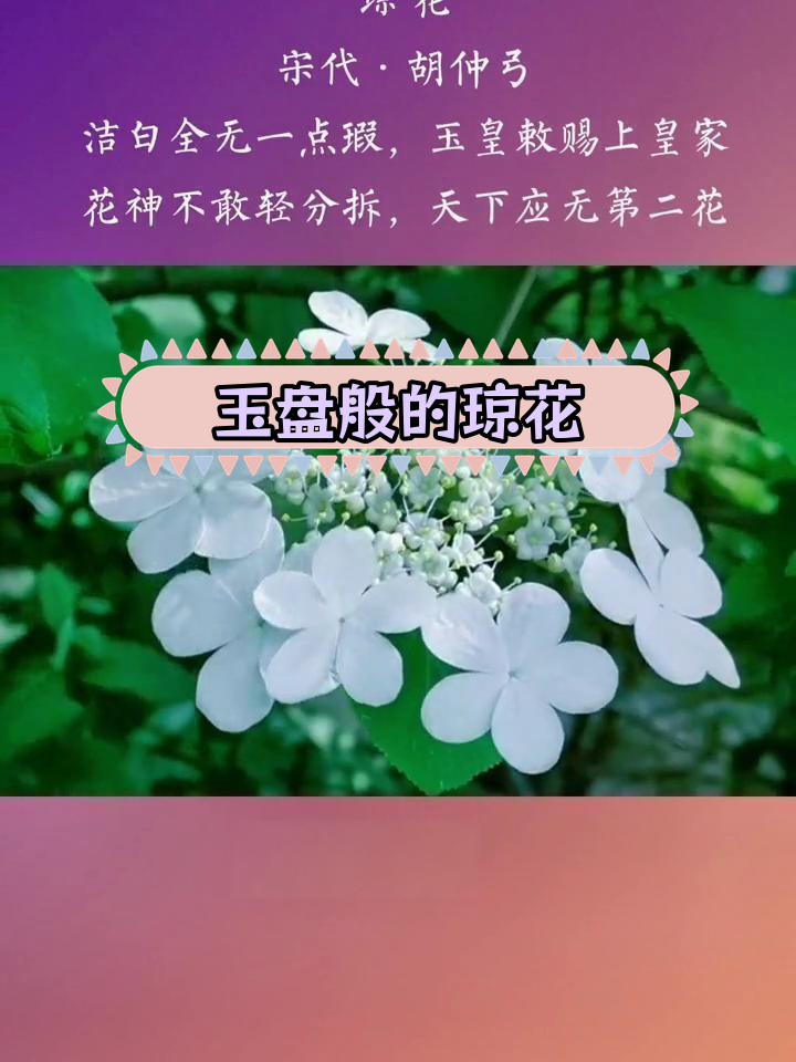 琼花的寓意图片