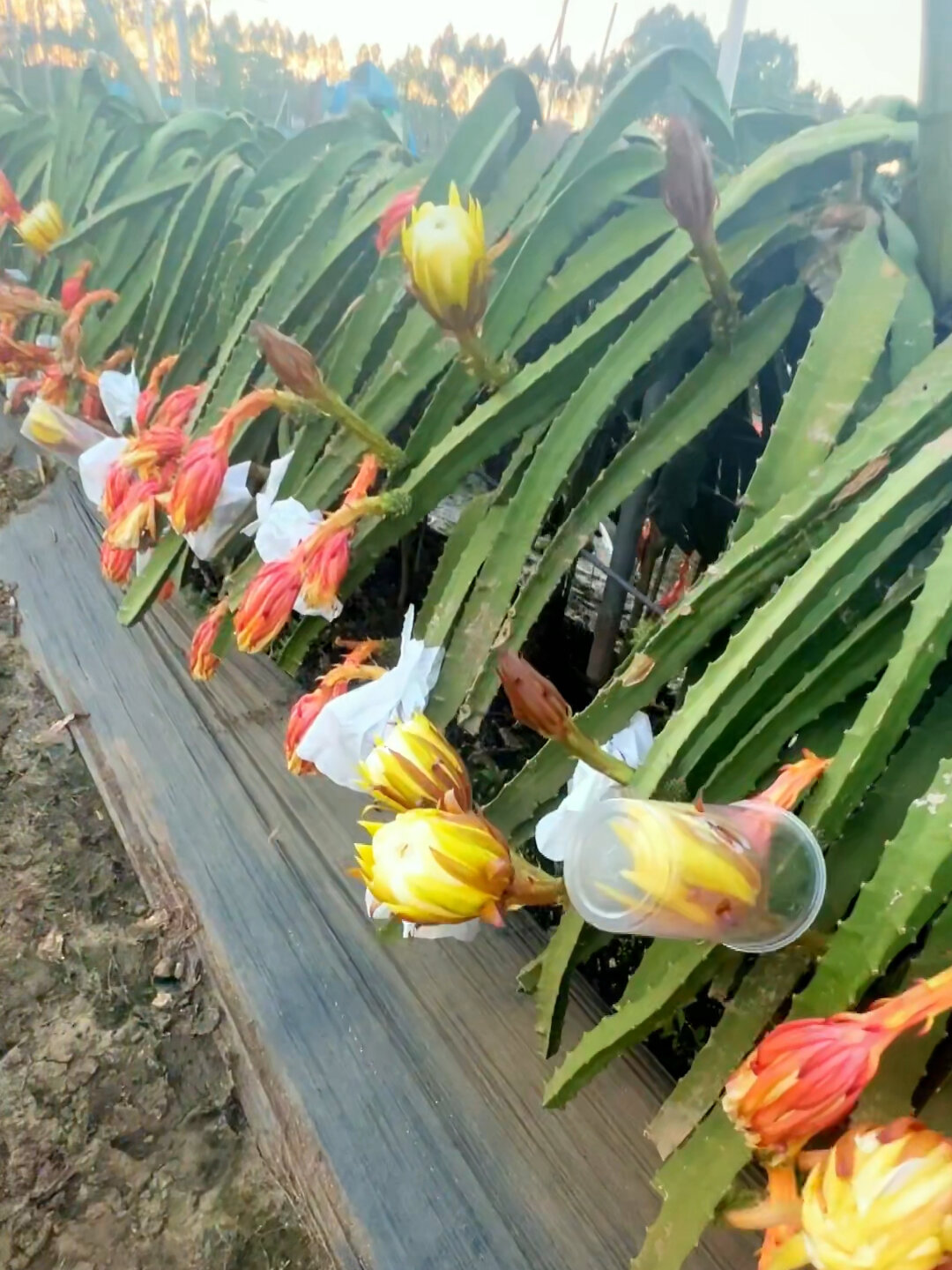 燕窝果开花盛况