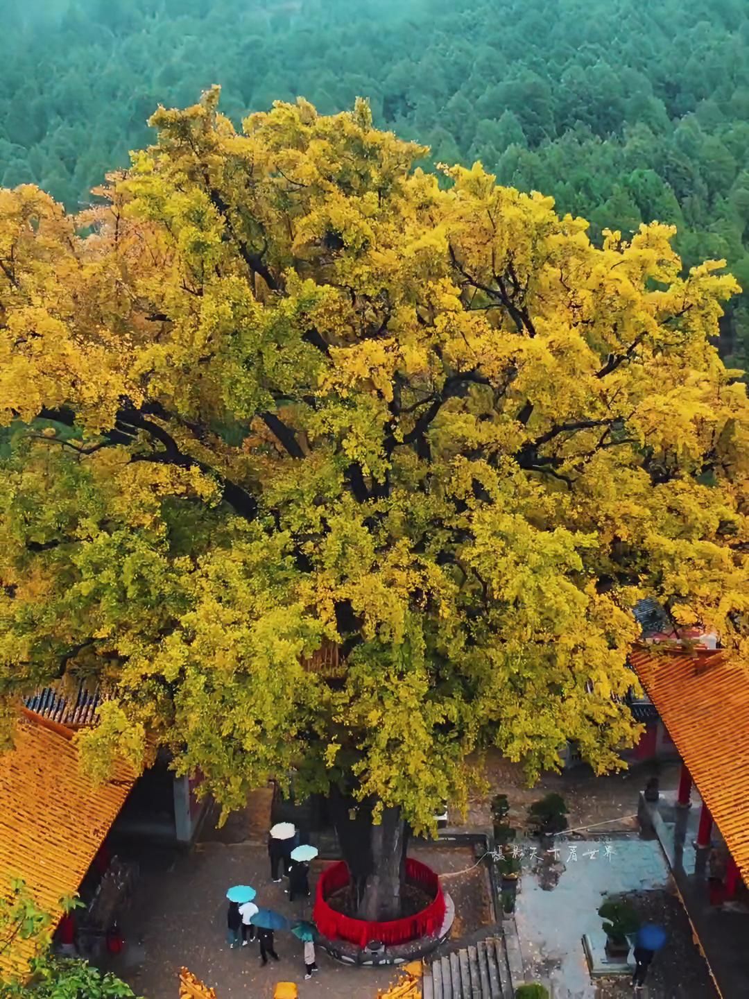 11月5日实拍雨中云雾缭绕的淌豆寺,千年银杏一树成景独木成秋