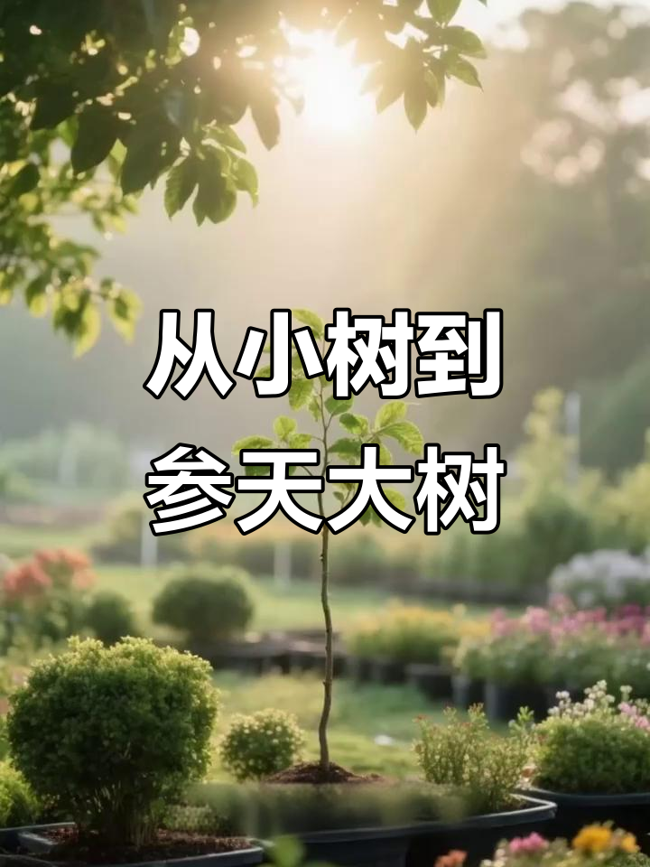 小树苗如何成长为参天大树,见证生命的奇迹与坚韧