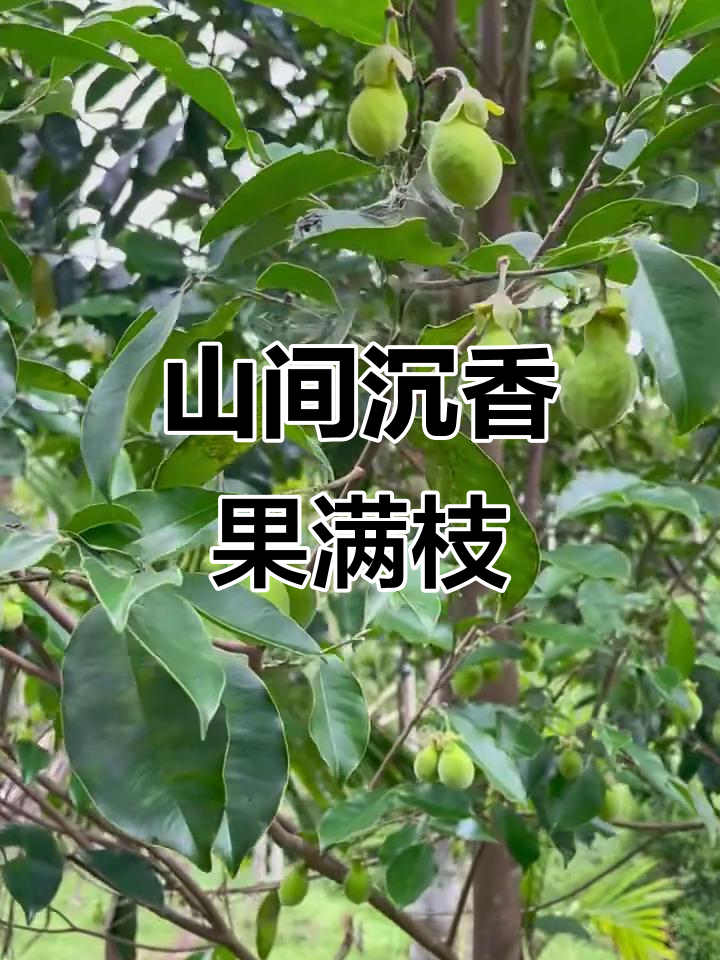 午后山中漫步,沉香树果实累累