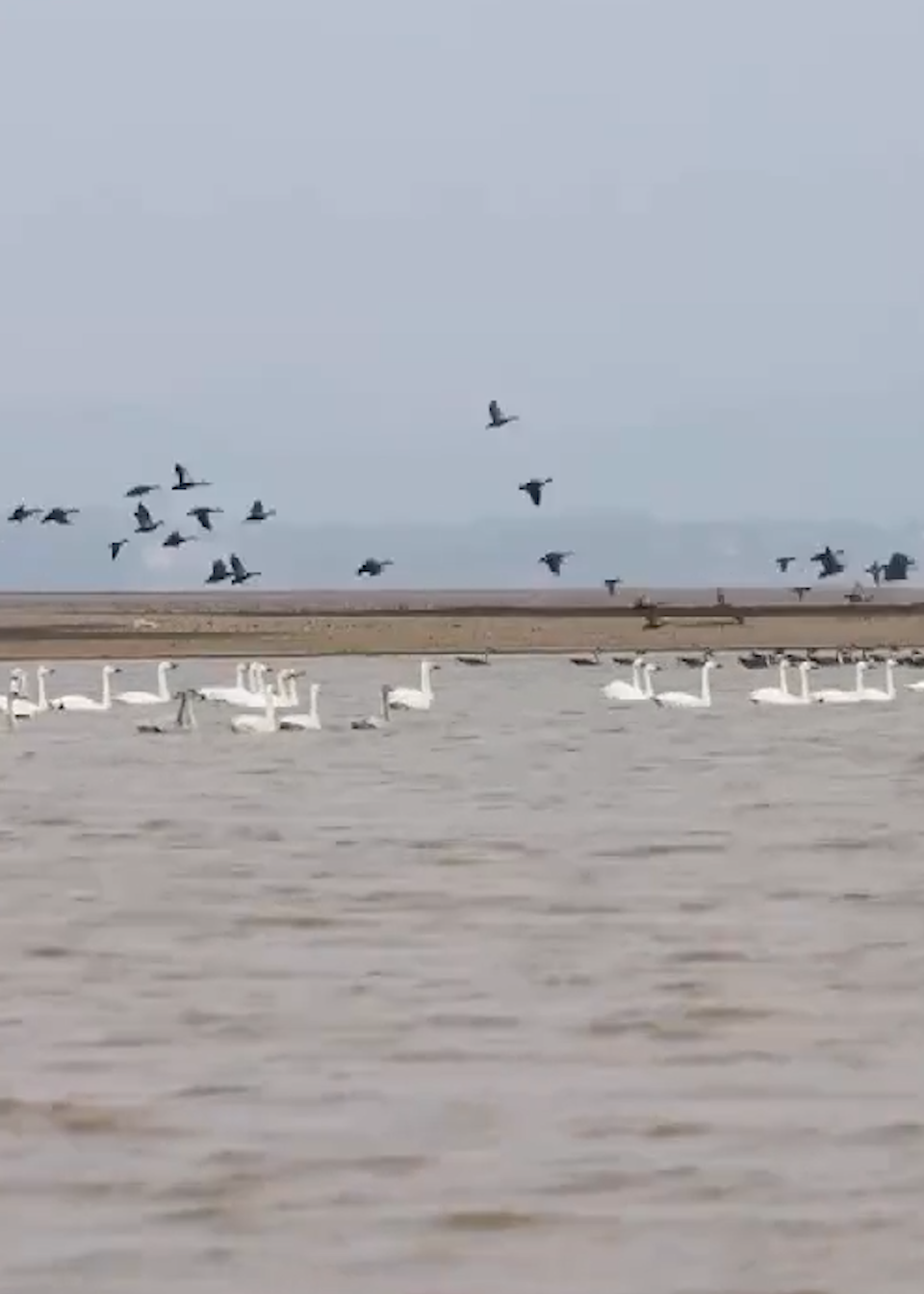 首批300余只小天鹅飞抵鄱阳湖都昌湖区
