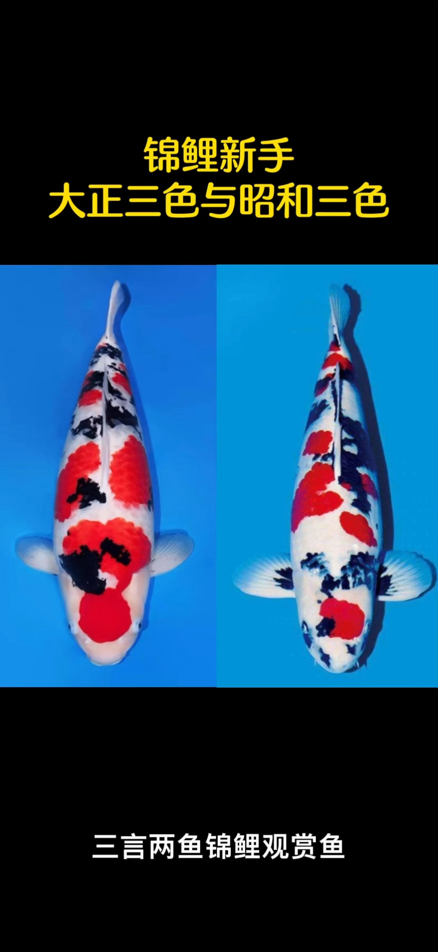新手如何一眼识别大正三色和昭和三色锦鲤-度小视