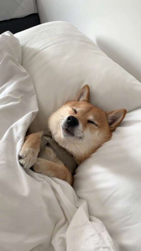 睡在蓬松的被褥中间的柴犬,也太可爱了叭,大家用过午餐后也要午休一会