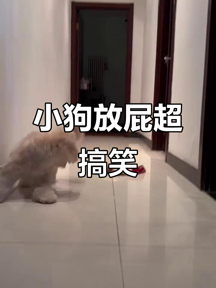 臭烘烘的小狗放屁,傻乎乎的样子太可爱了