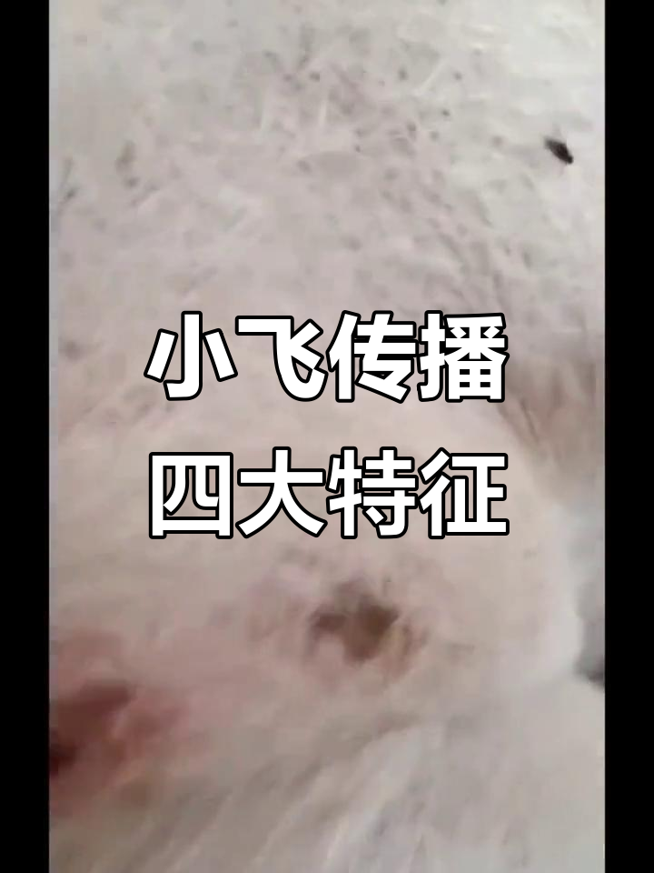 非洲猪瘟传播特点揭秘:从母猪到育肥猪的致命影响