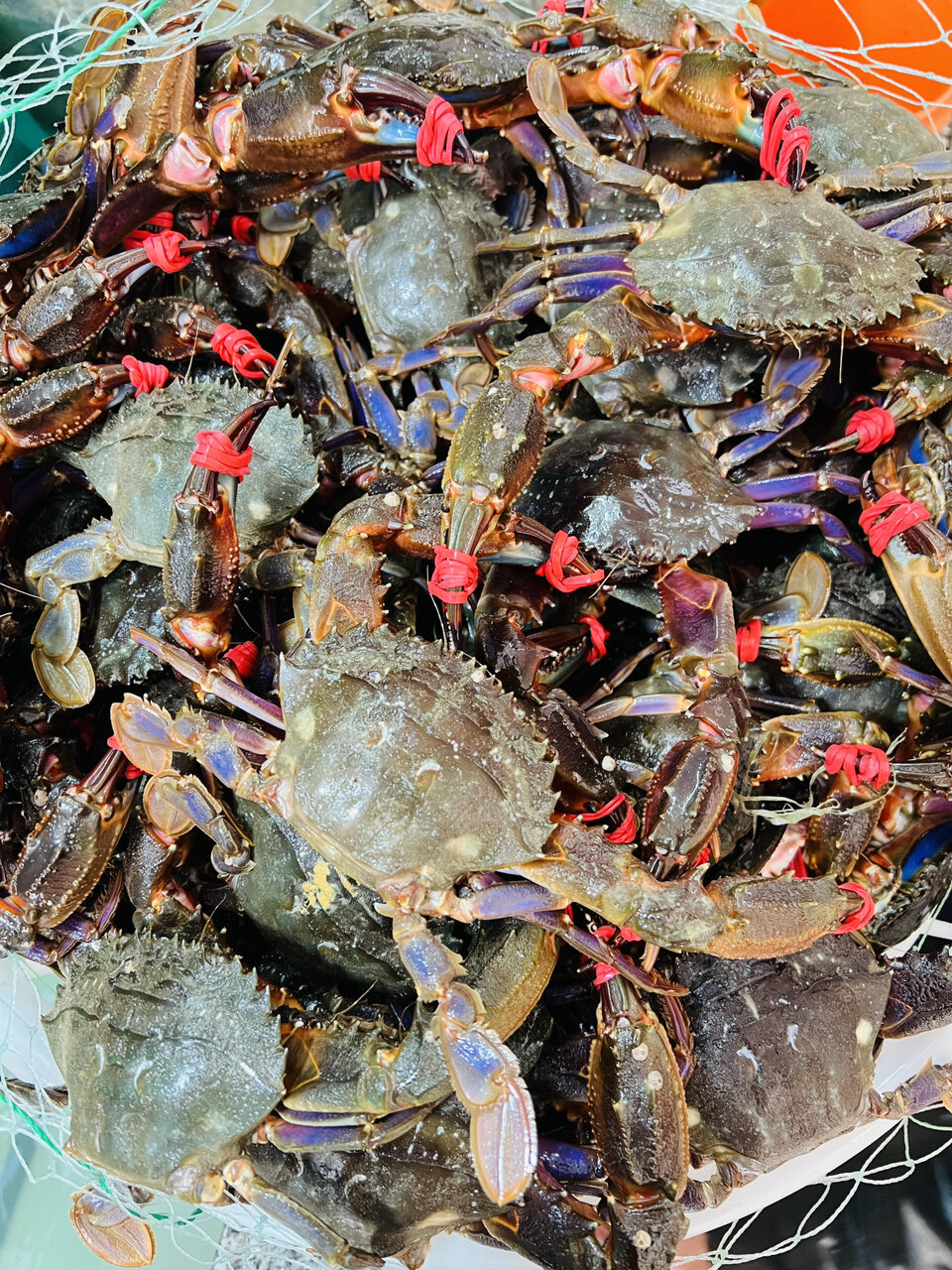 今日介绍海捕赤甲红 跟 花盖蟹