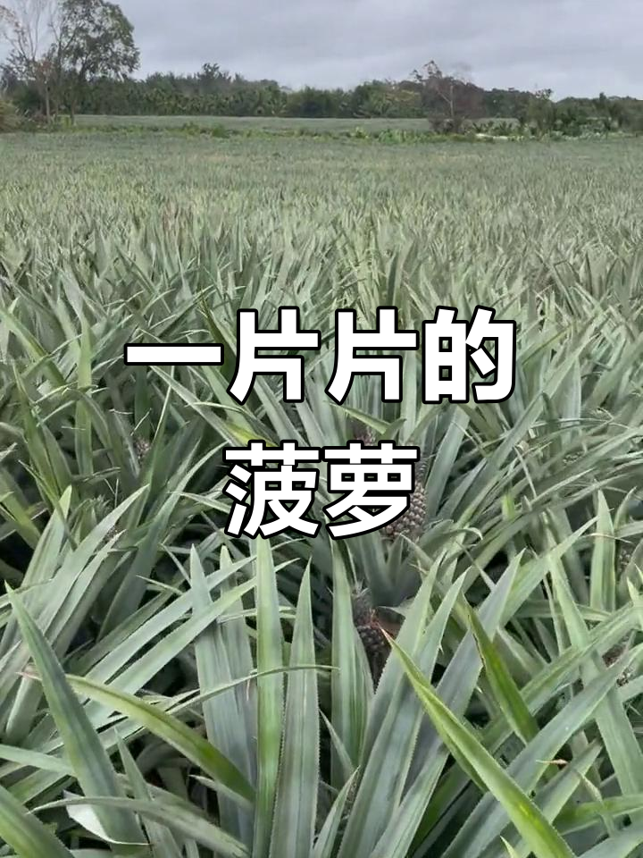 菠萝切片烟斗丝图片