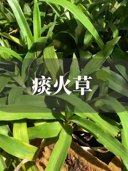 这种青草叫痰火草