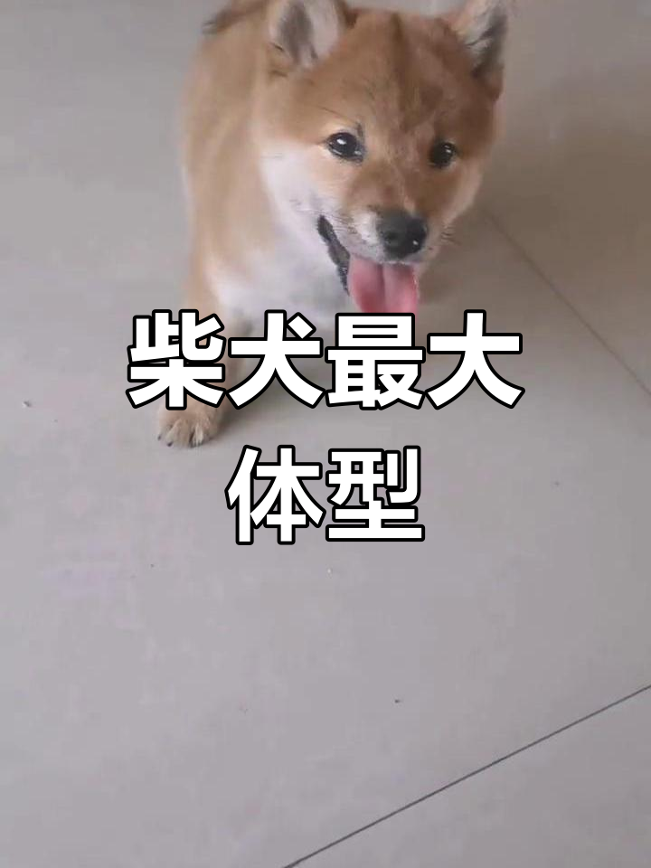 柴犬多大就认主了