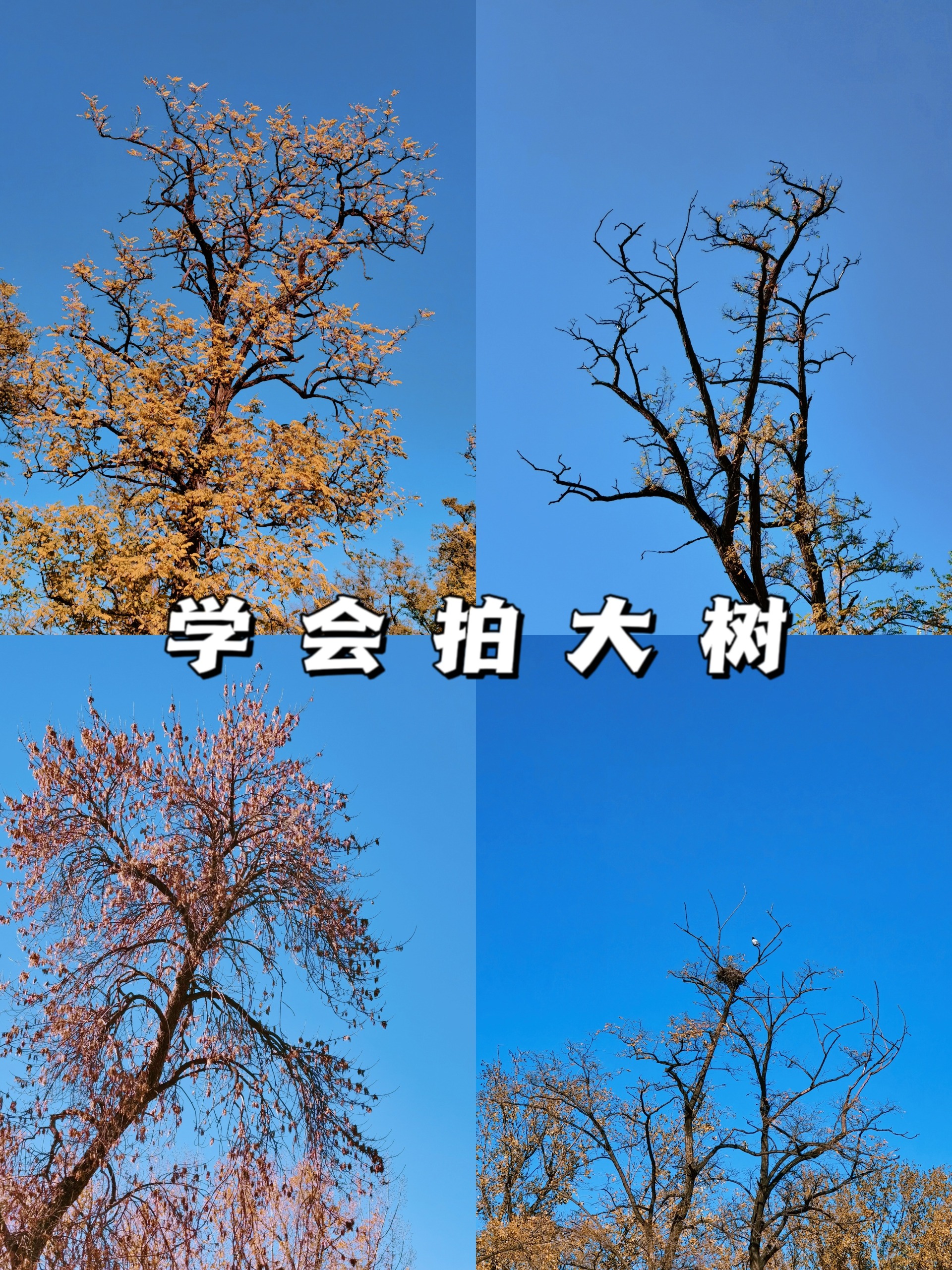 手机摄影|学会拍大树|圆明园里那些好看的树
