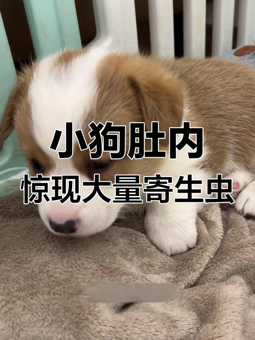 刚满月柯基肚子里竟藏这么多蛔虫,驱虫刻不容缓