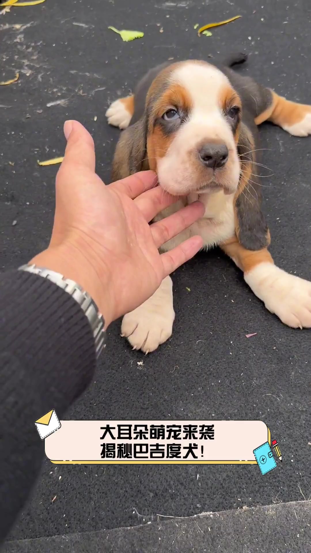 大耳朵萌宠来袭,揭秘巴吉度犬!