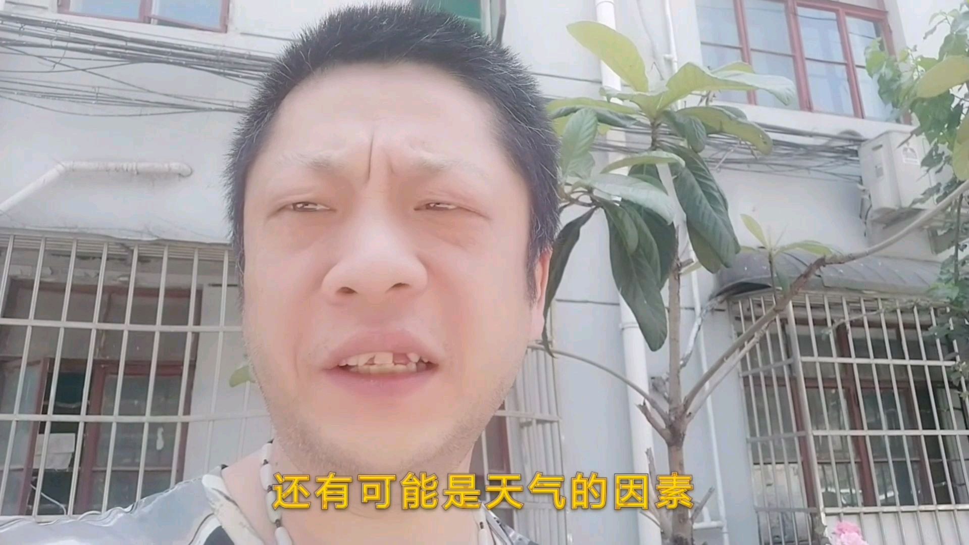 阿荣种的“木耳菜”出怪事,只有三颗,长得挺大,不知怎么回事