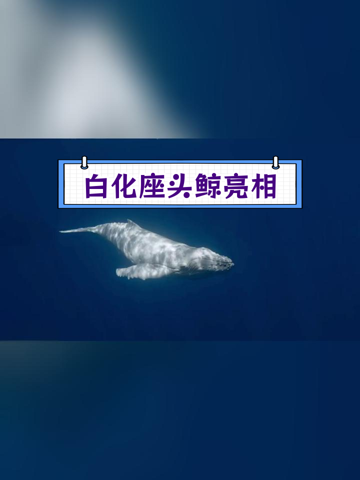 白化病座头鲸图片