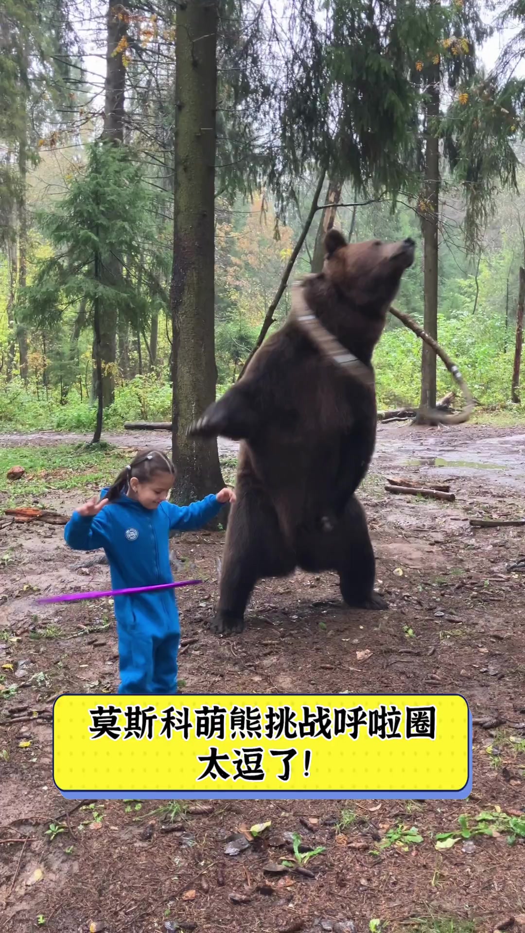 莫斯科萌熊挑战呼啦圈,太逗了!