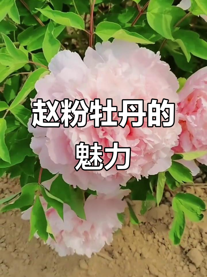 赵粉牡丹:娇艳欲滴,清新香气扑鼻而来