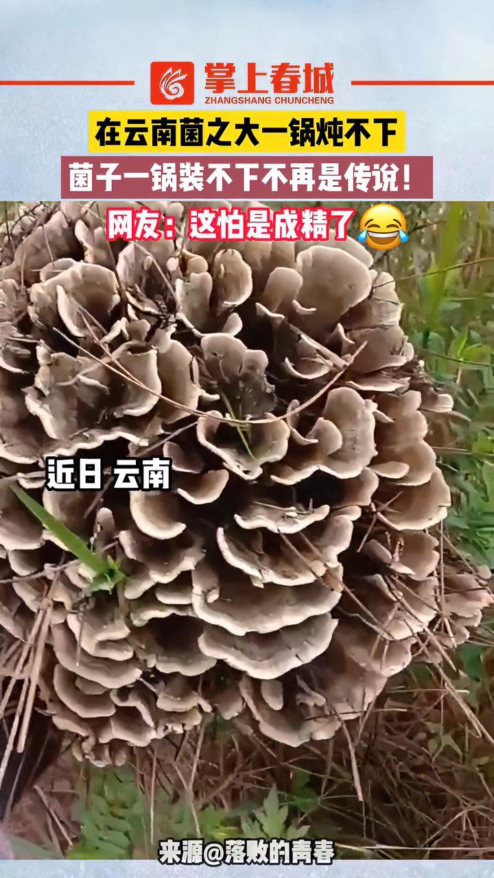 在云南菌之大一锅炖不下,菌子一锅装不下不再是传说!