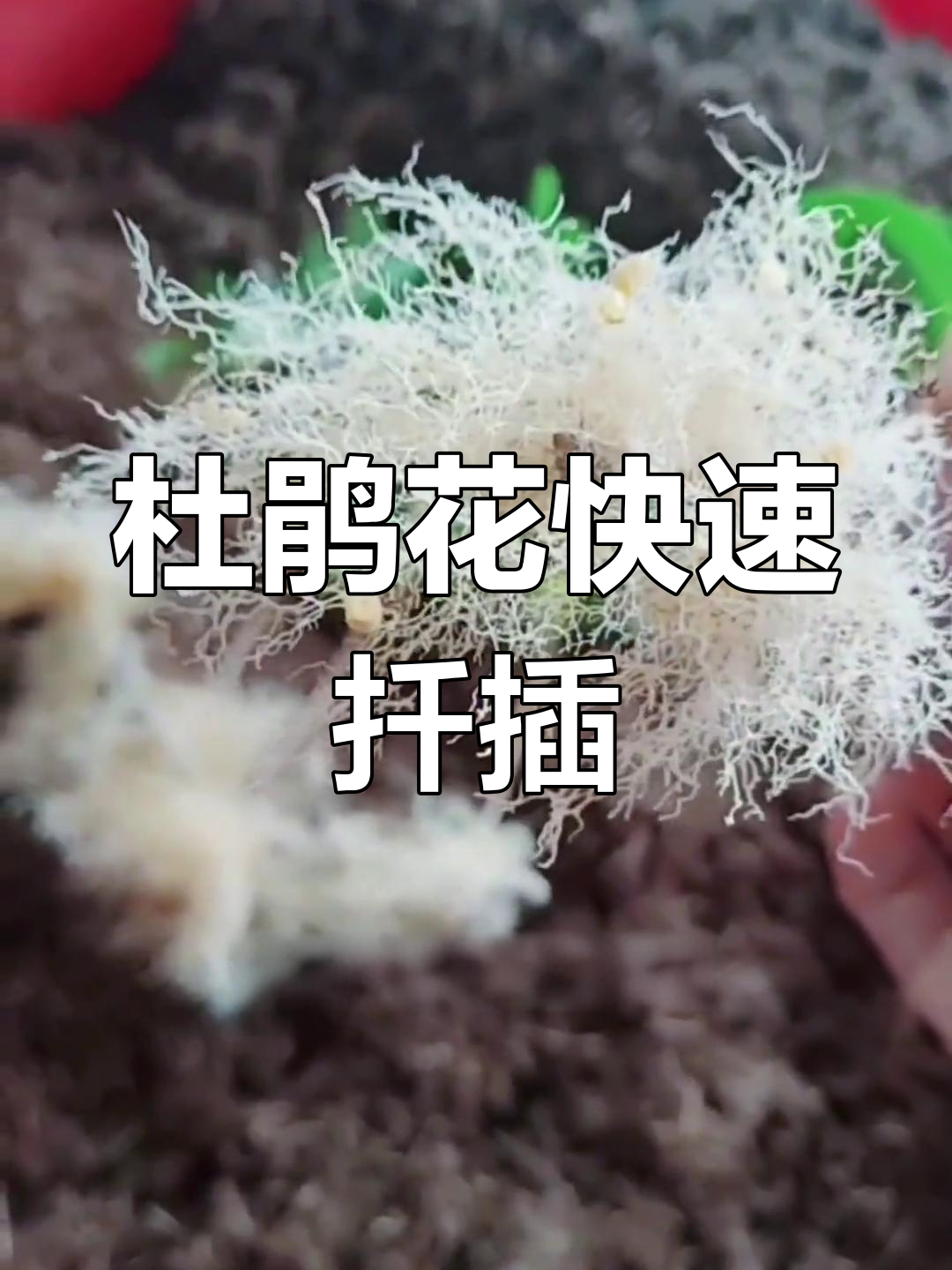 杜鹃花扦插技巧,轻松生根发芽