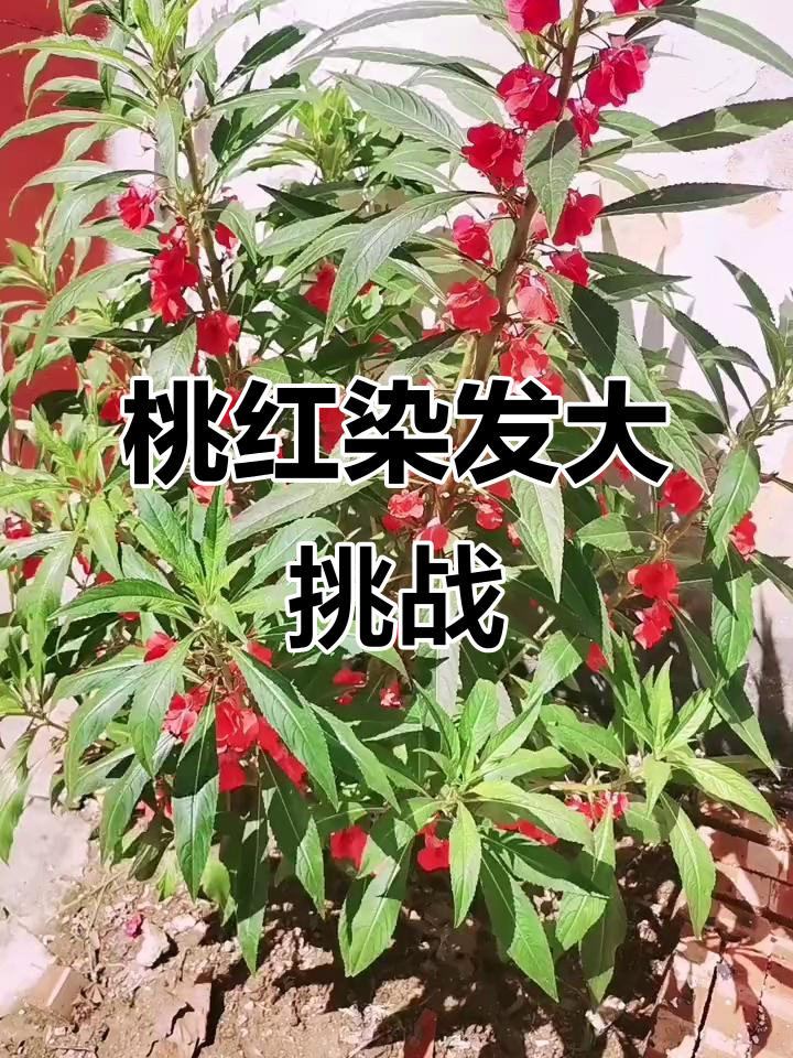 用桃红花染发,妞妞的发尾变红了!