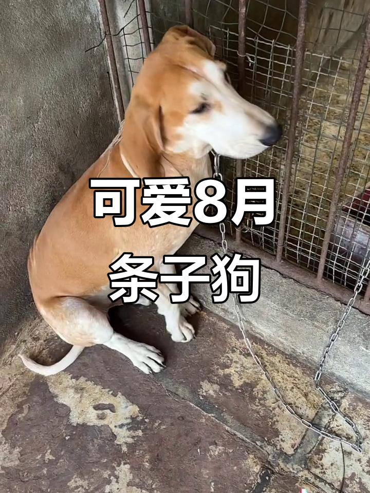 8个月大的条子狗,萌态十足