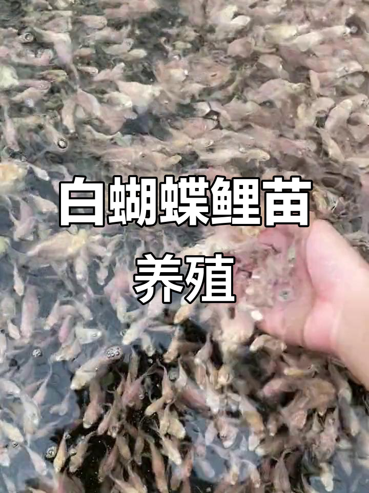 从小花园到大型花田,白蝴蝶鲤苗养殖的成长之路