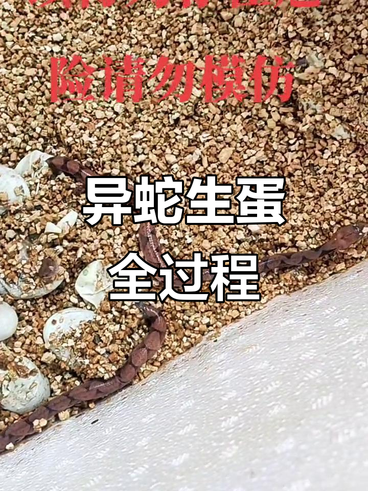 湖南永州异蛇产蛋,见证神奇的自然现象