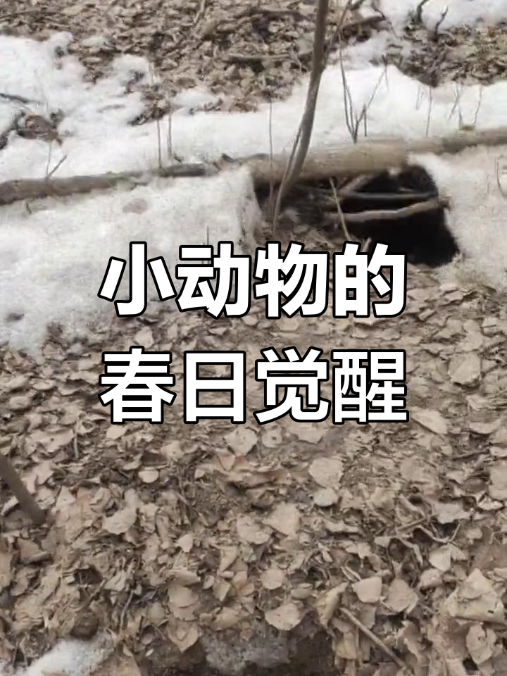 春天来临,冬眠的小动物们纷纷苏醒,开始忙碌起来
