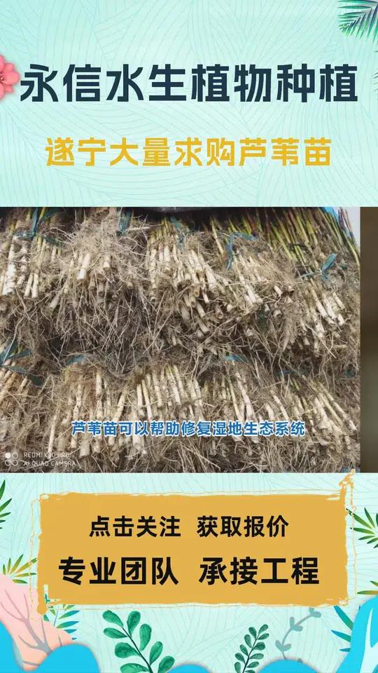 大型芦苇苗批发厂家 遂宁大量求购芦苇苗 内江种芦苇种苗 乐山芦苇苗