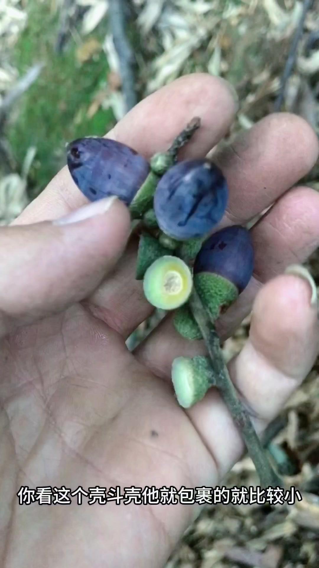 记录农村日常生活 大山里的味道 橡果,泽子,苦槠 家乡野果 农村野果