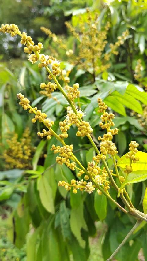家乡的荔枝开花结果了,酸甜酸甜,等两个月欢迎来江津