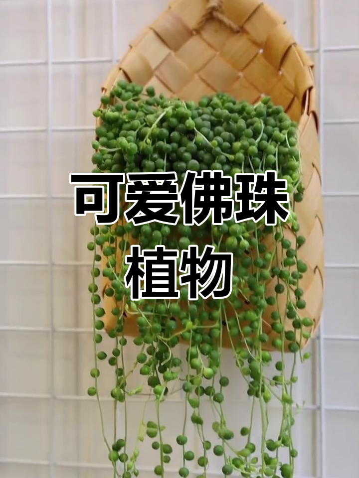 多肉佛珠介绍图片