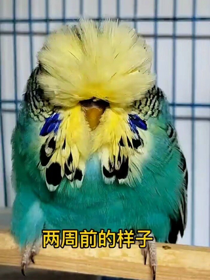 欧血大头虎皮鹦鹉变化太大了-度小视