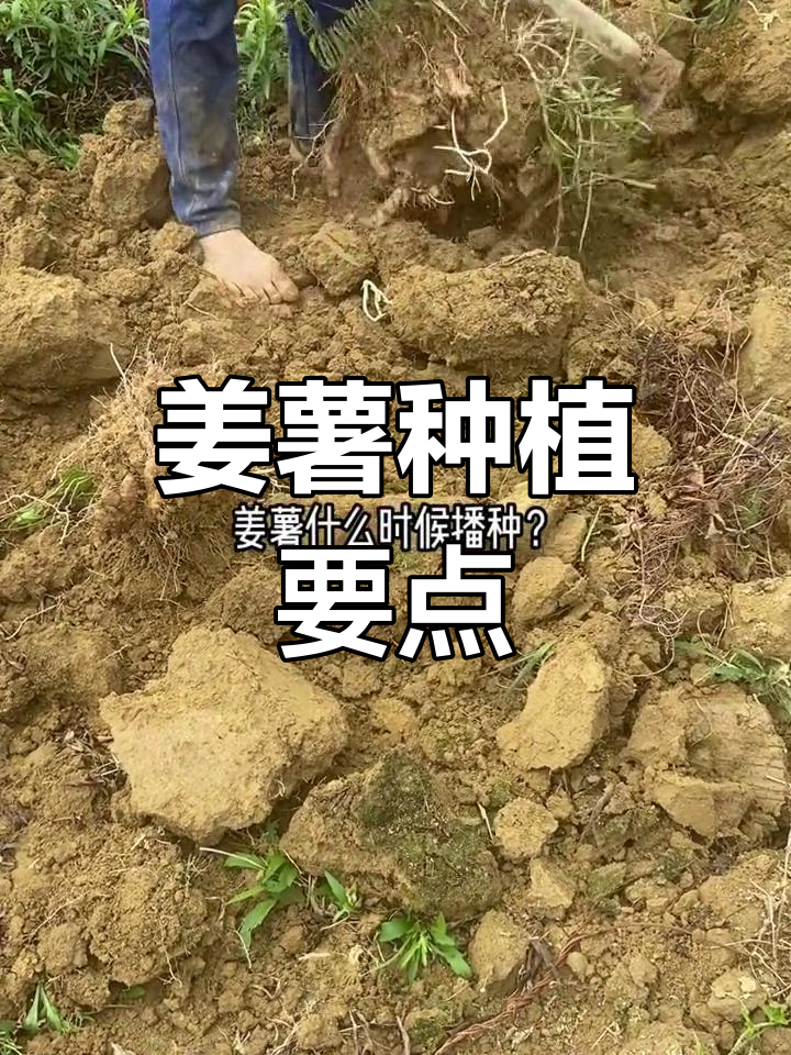 姜薯种植宜选春季