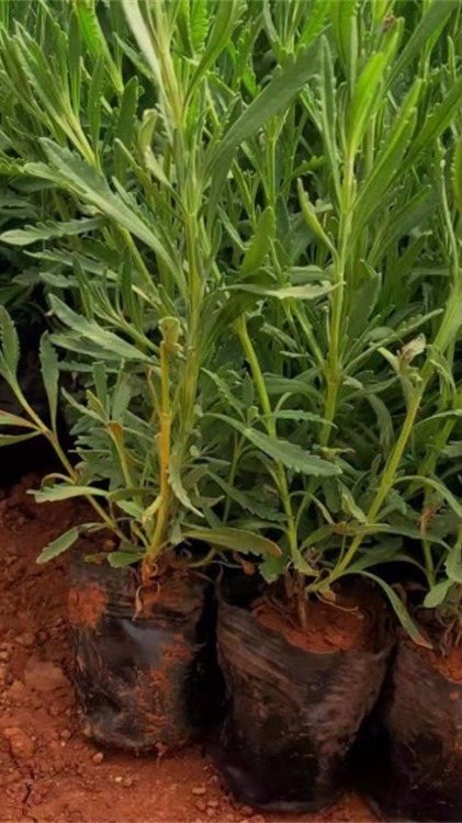 冠杰花卉薰衣草杯苗长势,品相好 质量优