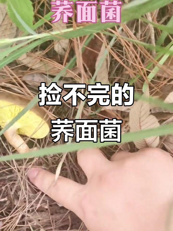 云南野生菌大丰收,捡不完的荞面菌快乐来袭