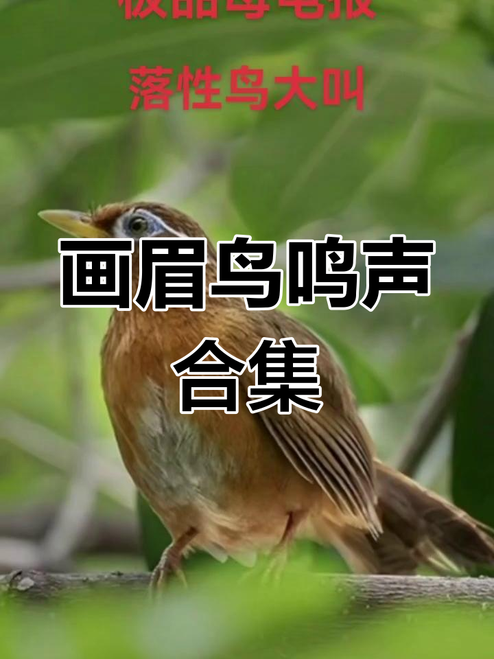 画眉鸟叫声大集合,萌音满满超可爱